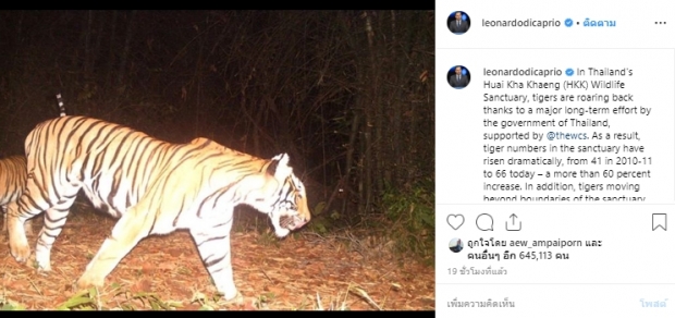 โพสต์สะเทือนโลก ลีโอนาร์โด ขอบคุณเจ้าหน้าที่ไทยอนุรักษ์เสืออย่างมีประสิทธิภาพ