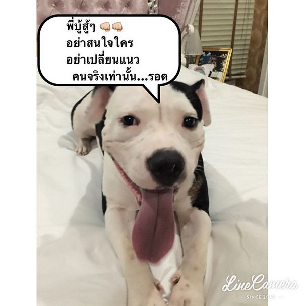 ตุ๊กกี้ ชิงร้อยชิงล้าน