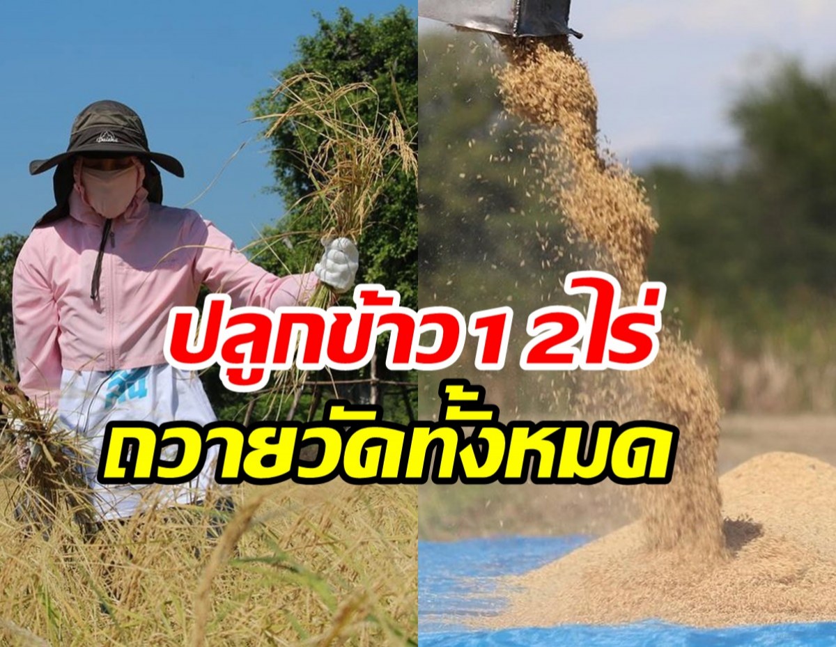  ชื่นชมนางเอกใจบุญ ปลูกข้าว12ไร่ถวายให้วัดทั้งหมด