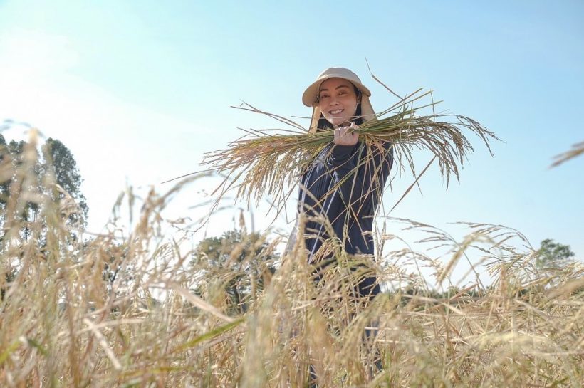  ชื่นชมนางเอกใจบุญ ปลูกข้าว12ไร่ถวายให้วัดทั้งหมด