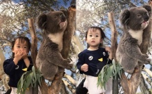 จะเป็นยังไง? เมื่อ “น้องเป่าเปา” เจอกับโคอาลา ที่สวนสัตว์ออสเตรเลีย