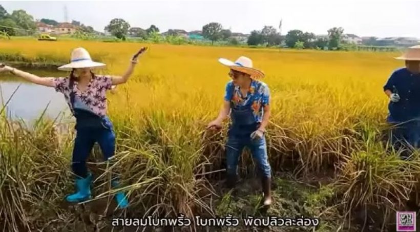 ซี-เอมี่ กินใบกระท่อมโชว์ ก่อนลุยแดดเกี่ยวข้าว