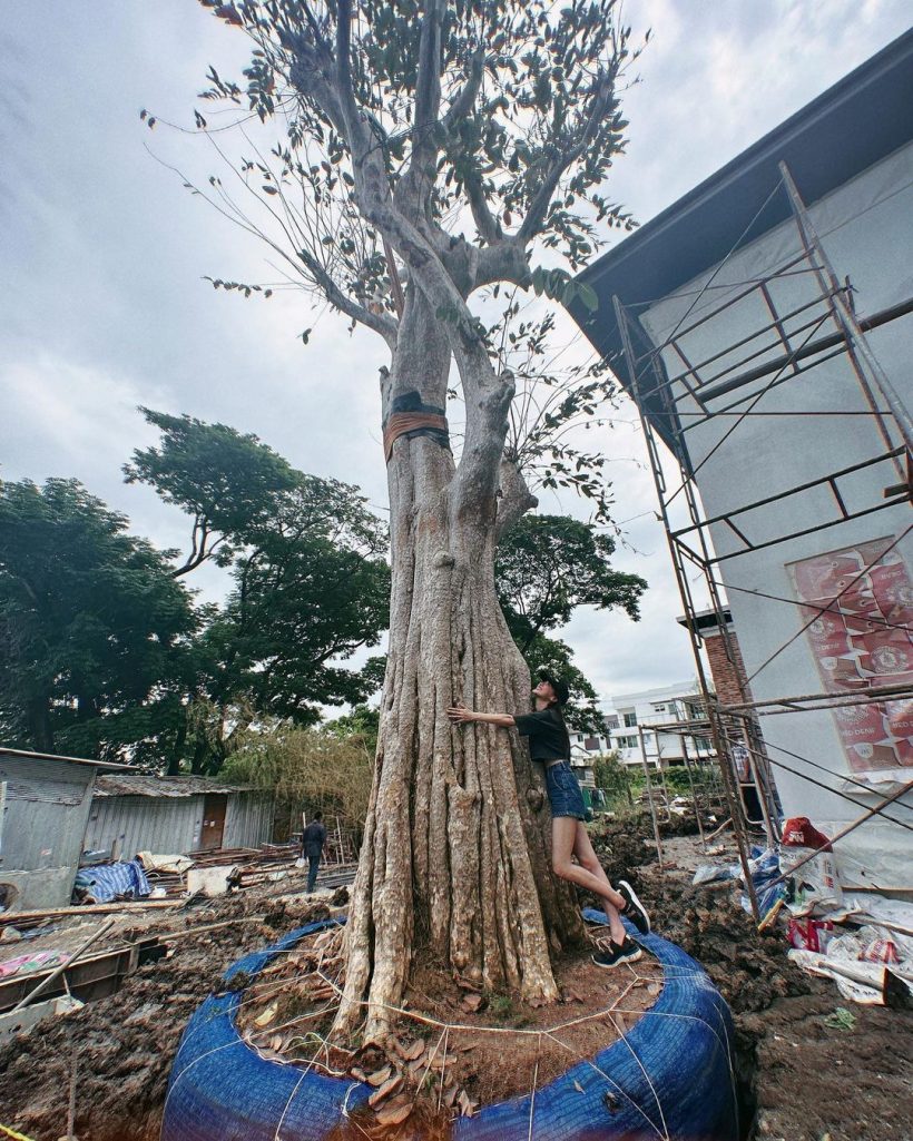 สุดปัง! ใบเฟิร์น เผยภาพลงต้นไม้ที่บ้านใหม่ ใหญ่อลังการเวอร์