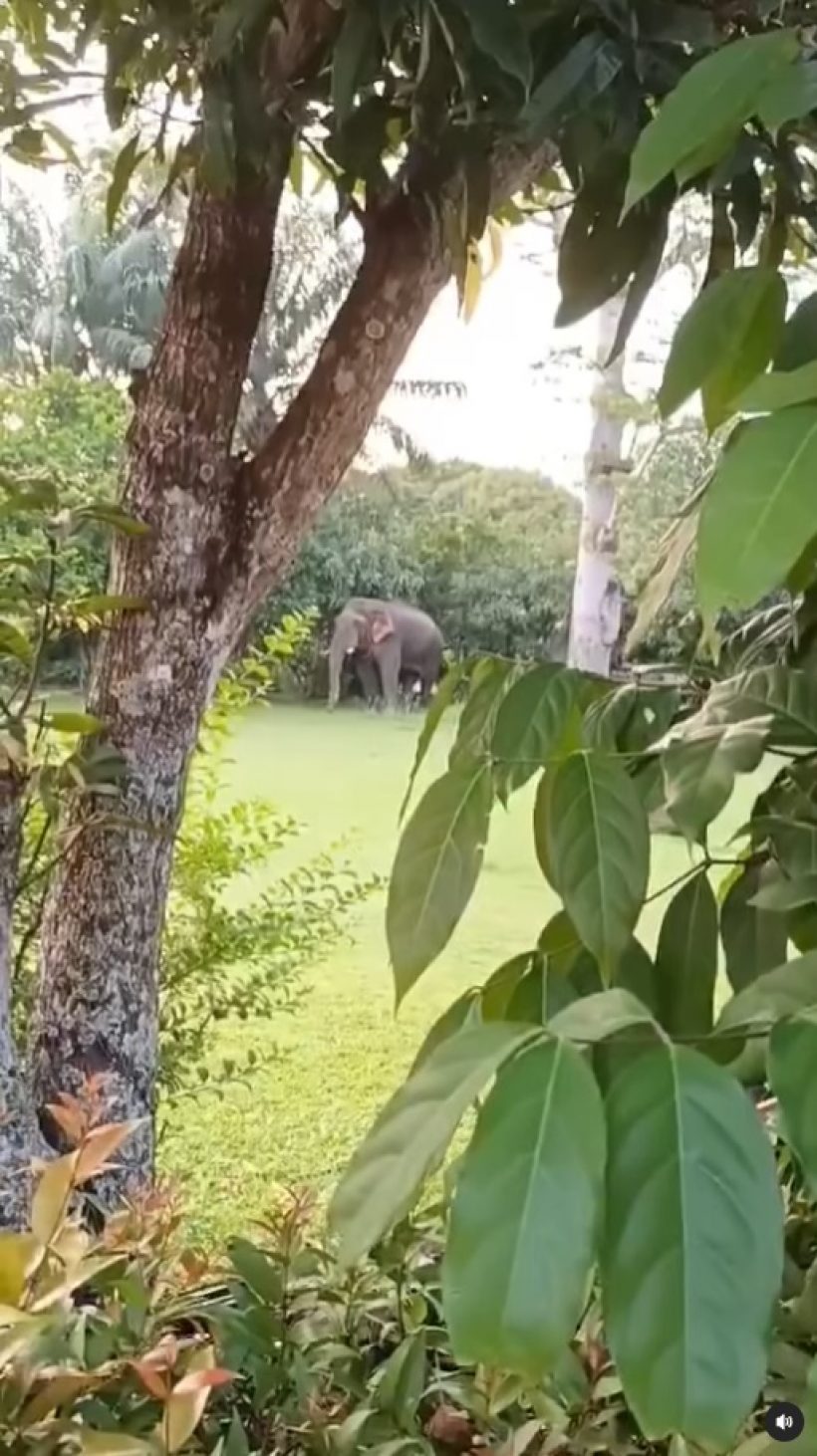 เปิดนาที ช้างโผล่กินมะม่วงในสวนบ้านหมื่นล้าน แห่ชมดาราใจดีคนนี้