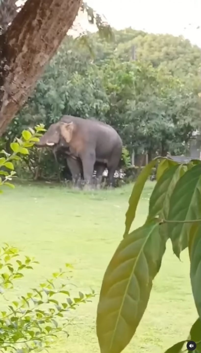 เปิดนาที ช้างโผล่กินมะม่วงในสวนบ้านหมื่นล้าน แห่ชมดาราใจดีคนนี้