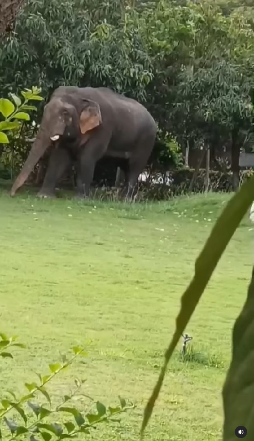 เปิดนาที ช้างโผล่กินมะม่วงในสวนบ้านหมื่นล้าน แห่ชมดาราใจดีคนนี้