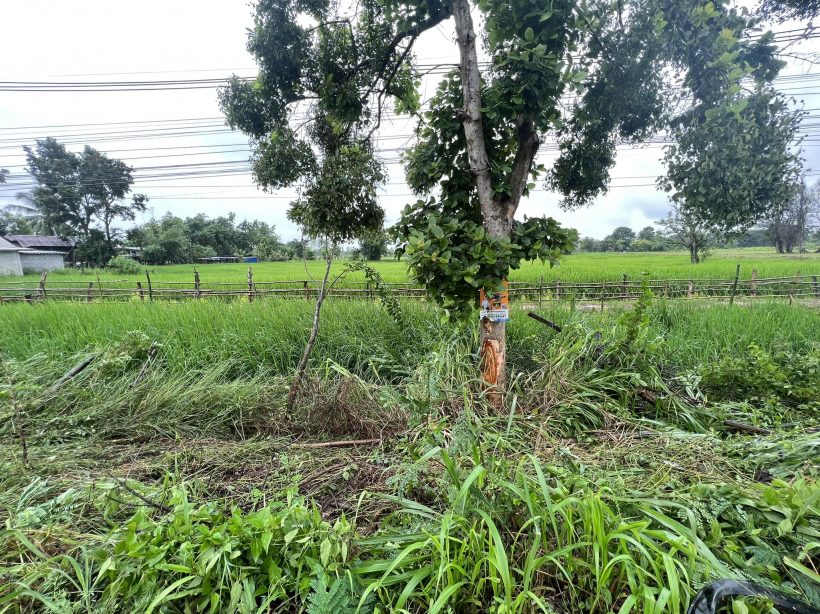 สุดห่วง! นางเอกหมอลำชื่อดัง หลับใน ประสบอุบัติเหตุรถพังยับ