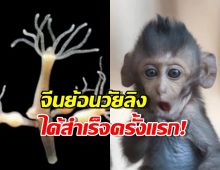 นักวิทยาศาสตร์จีนค้นพบวิธีชุบชีวิตลิง ให้กลับมาเป็นเด็กอีกครั้ง!