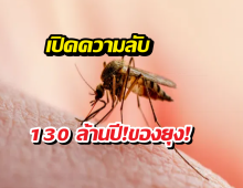 ยุงมีประโยชน์อะไร โลกนี้ไม่มียุงเลยได้ไหม?