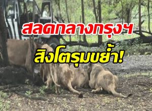 สลด! สิงโตสวนสัตว์ดังกทม. รุมขย้ำเจ้าหน้าที่