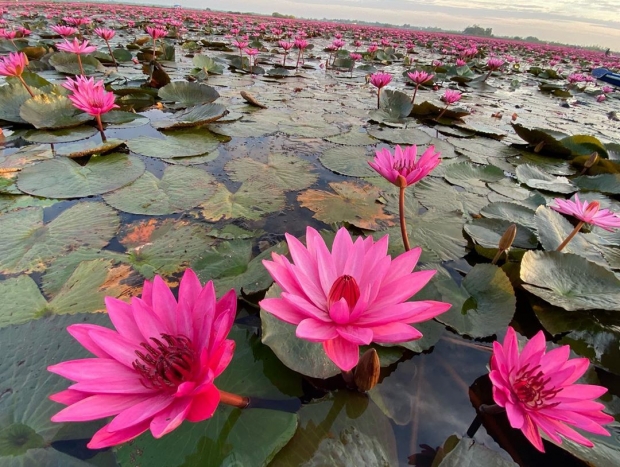 มิซูฮาระ กิโกะ สวมมาด สาวบัวแดง นั่งเรือสุดชิว เที่ยวอุดรธานี