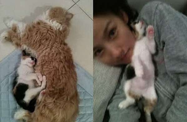 Mimi & Samshik ของเซ็กซี่สตาร์ฮโยริ