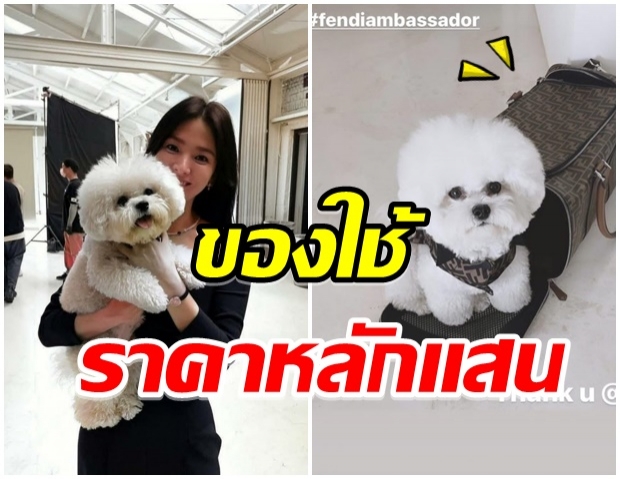 ฮอตมาก! น้องหมาของ ซงฮเยคโย ขึ้นเเท่นแบรนด์ แอมบาสเดอร์ สินค้าหรู 