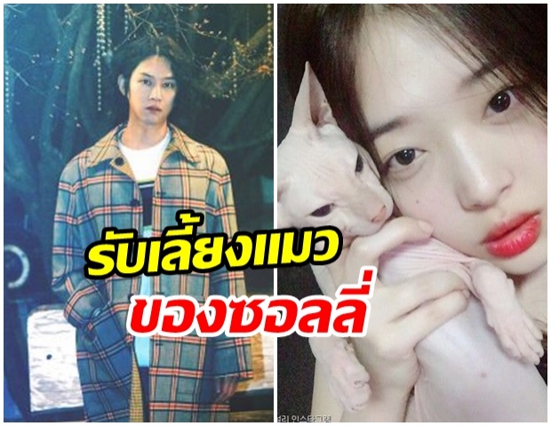 ชาวเน็ตสังเกตเห็นแมวในไลฟ์ของฮีชอล คล้ายแมวสฟิงซ์ของซอลลี่