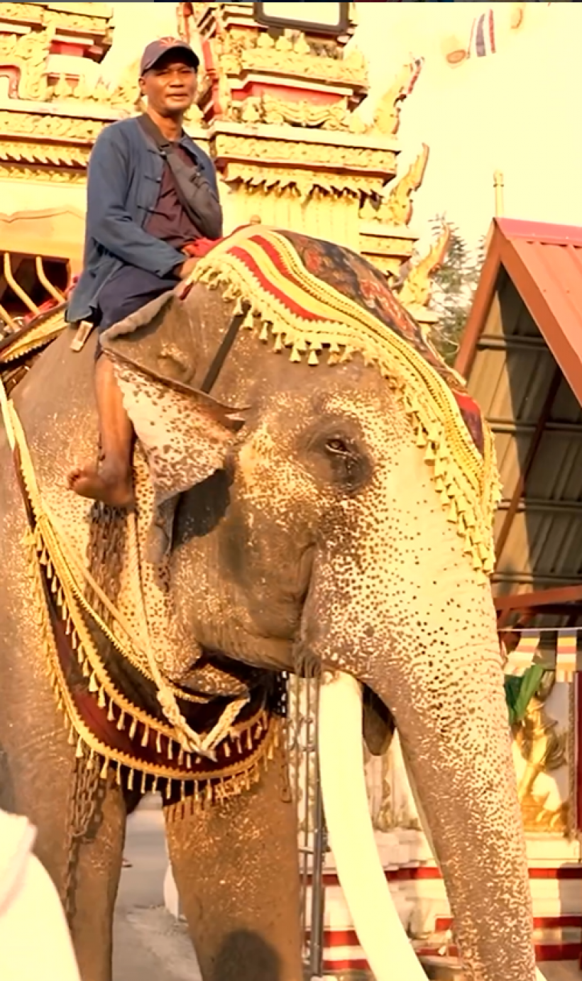ภาพสุดไวรัล เซย์นิสMU2023 ไหว้ช้างไทยวัย52ปีด้วยความเคารพ