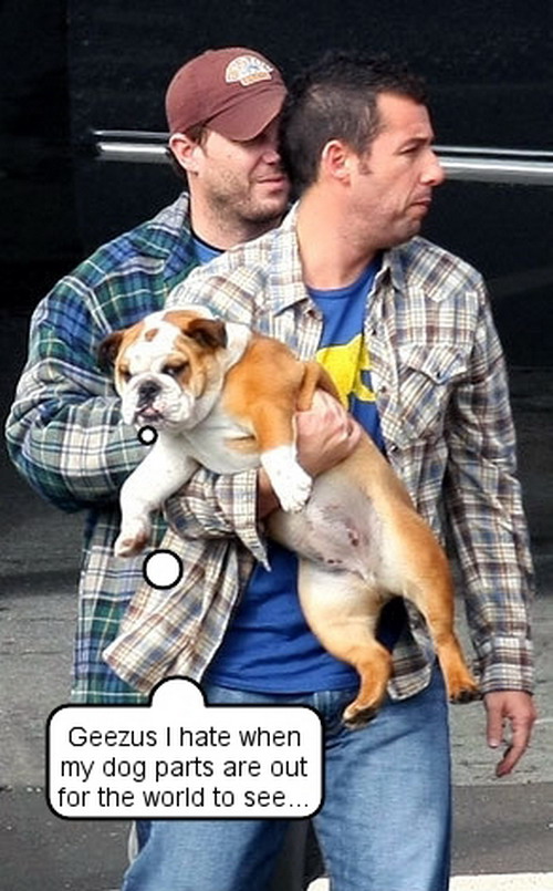 Adam Sandler กับบูลด็อกของเค้า 