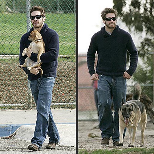 เจค จิลเลนฮาล กับหมาสองตัวของเค้า จัวเล็กชื่อเจ้าบูกับ German Sheppard ชื่อ Atticus 