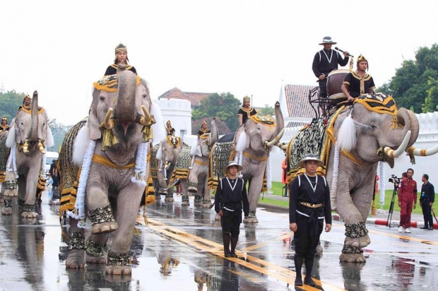 เจอแล้ว!!! หมอพลอย ควาญช้างหญิง ผู้ร่วมถวายสักการะพระบรมศพ