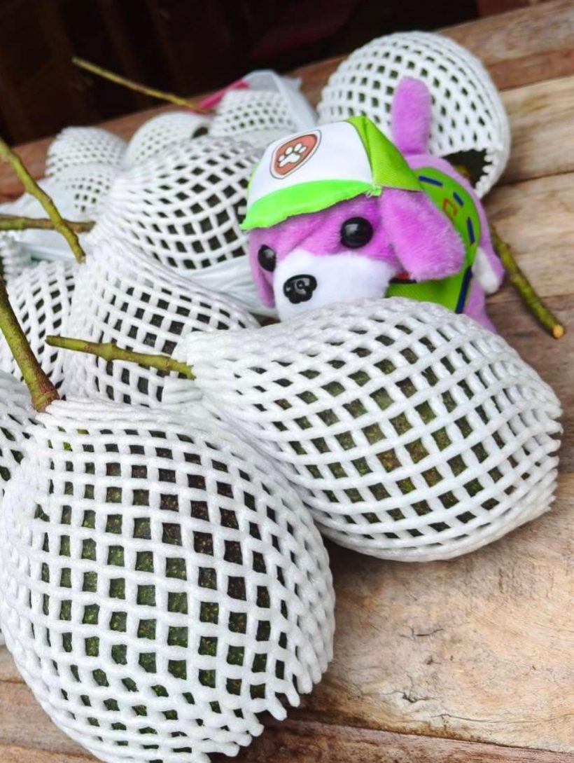 ชีวิตดี๊ดี! เวียร์พาดูบ้านสวน หนีเมืองกรุงมุ่งสู่ธรรมชาติ