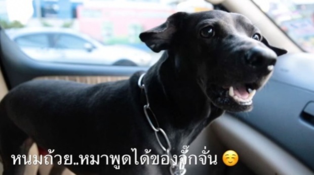 หงายเงิบ!! “หนมถ้วย” หมา “จั๊กจั่น” พูดได้? ขอหวยได้