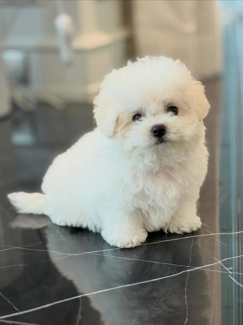 เมย์ เฟื่องอารมย์ เปิดตัวสมาชิกใหม่ของบ้าน อั้มรีบมาหาทันที