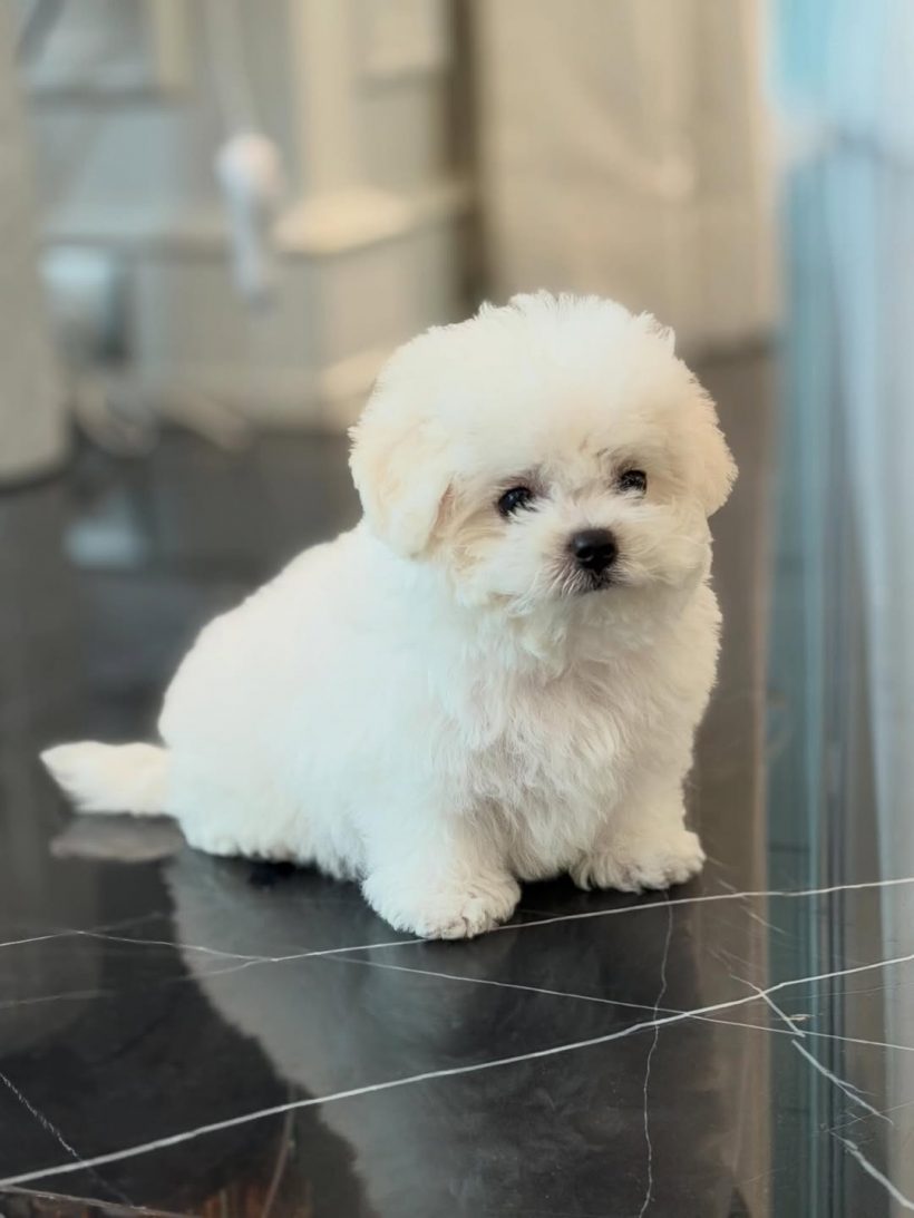 เมย์ เฟื่องอารมย์ เปิดตัวสมาชิกใหม่ของบ้าน อั้มรีบมาหาทันที