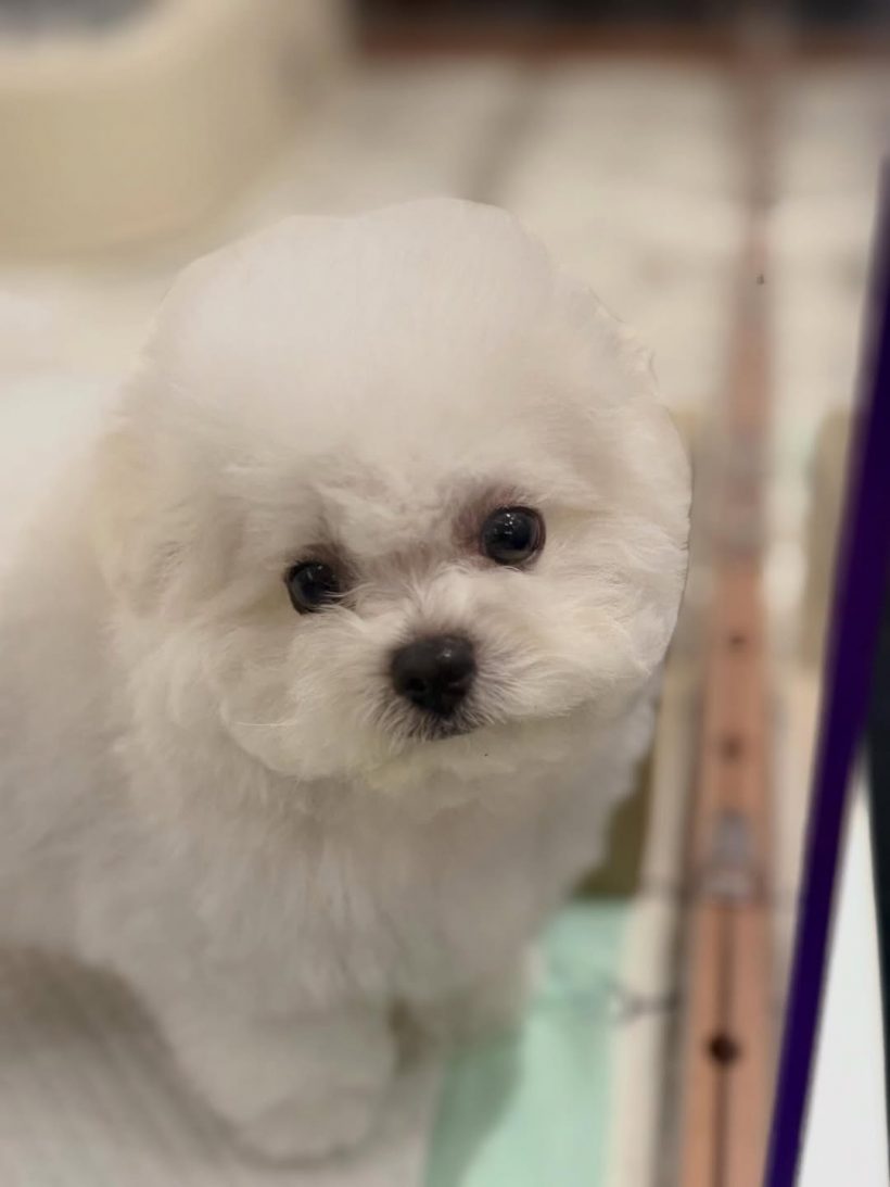 เมย์ เฟื่องอารมย์ เปิดตัวสมาชิกใหม่ของบ้าน อั้มรีบมาหาทันที