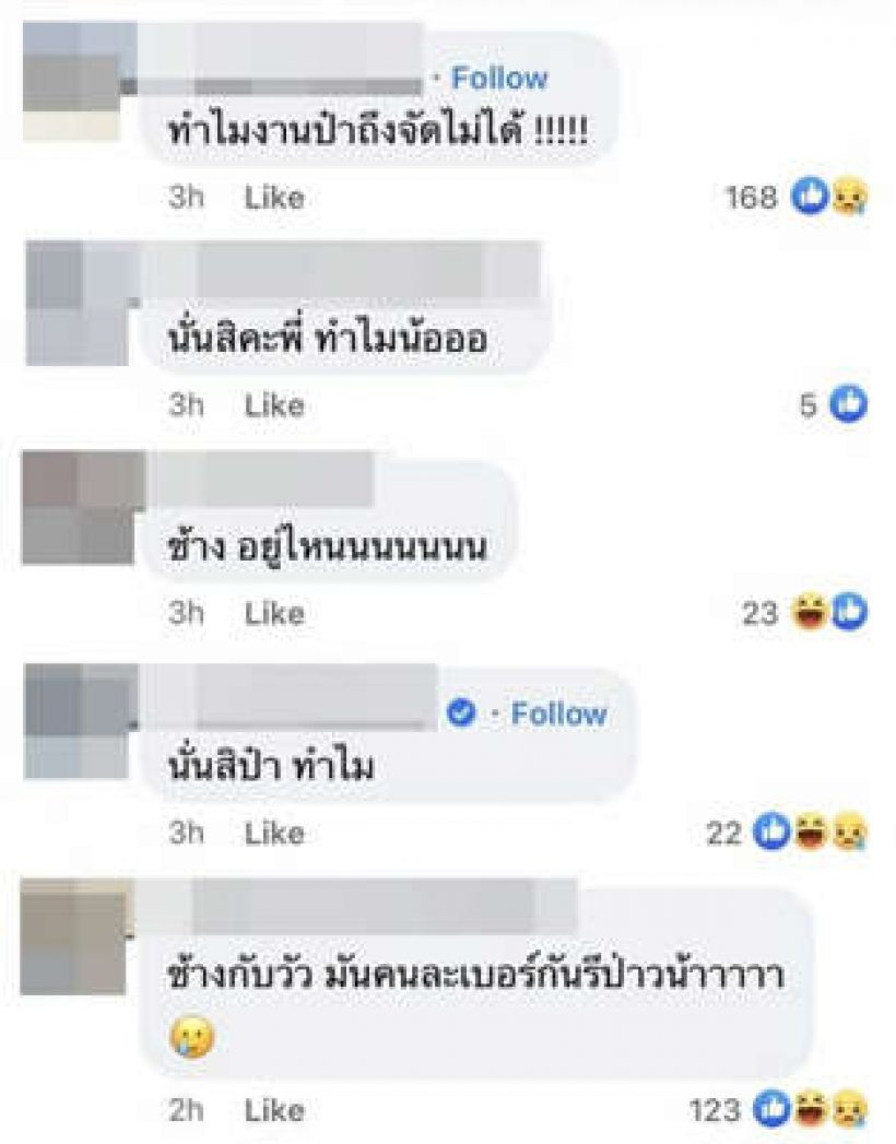 ป๋าเต็ด ได้แต่คิดและสงสัย หลังเห็นงานช้างสุรินทร์ ชาวเน็ตแนะแนว