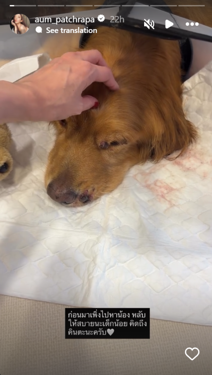 เศร้า! น้องคินตะ สุนัขเเสนรักไฮโซพก ไปวิ่งเล่นบนฟ้าแล้ว