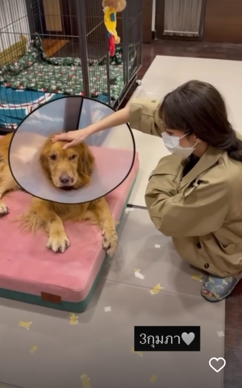 เศร้า! น้องคินตะ สุนัขเเสนรักไฮโซพก ไปวิ่งเล่นบนฟ้าแล้ว