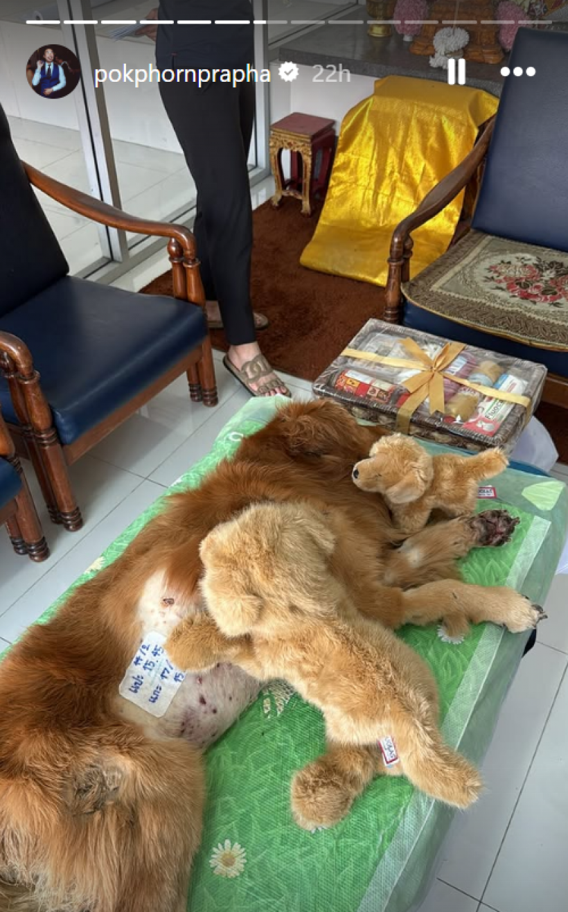 เศร้า! น้องคินตะ สุนัขเเสนรักไฮโซพก ไปวิ่งเล่นบนฟ้าแล้ว