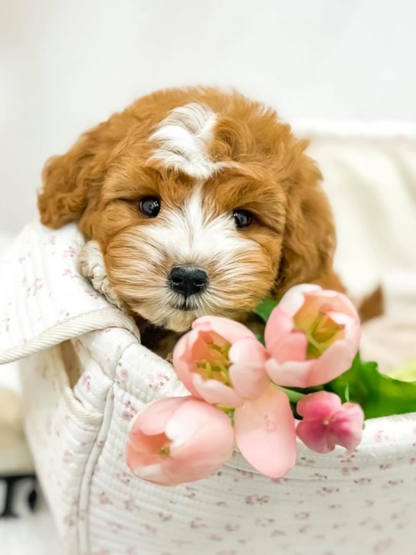 กุ๊บกิ๊บ เซอร์ไพรส์ขึ้นแท่นคุณแม่ลูก 3 หลังเฝ้ารอมานาน2ปี