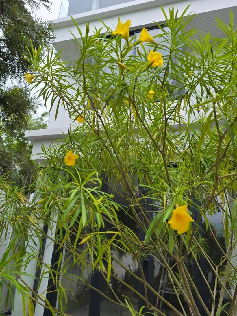 ส่องบ้านใหม่ เต๋า สมชาย ใหญ่ตระการตา ร่มรื่นน่าอยู่มาก