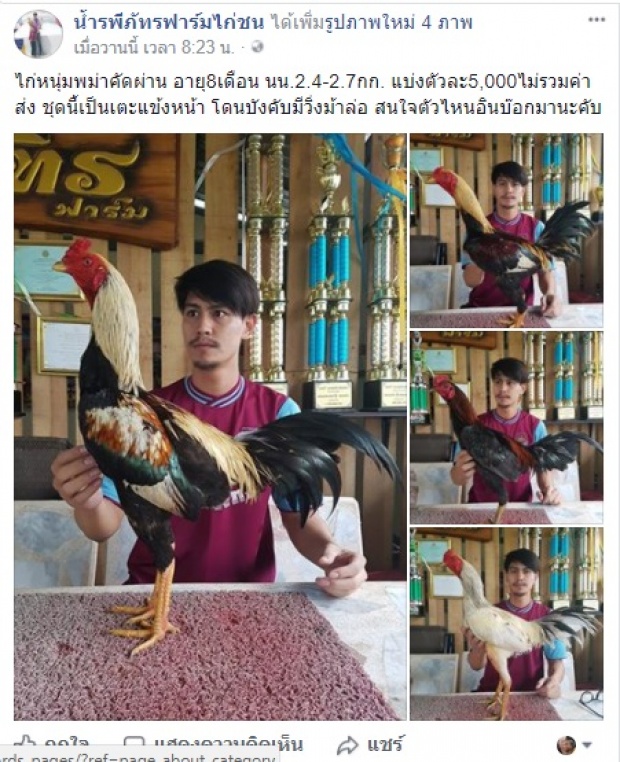 มาดู น้ำ รพีภัทร ประกาศขายไก่ชน ราคาเท่านี้ สนใจอินบ๊อกได้!