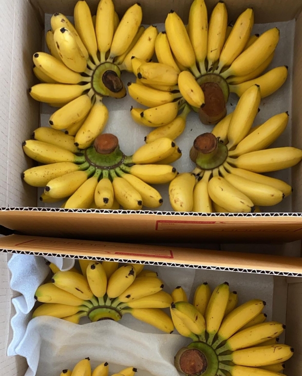  นางเอกสาว ช่วยสองเด้ง เหมากล้วยจากสวน แจกแคมป์คนงาน-ชุมชน