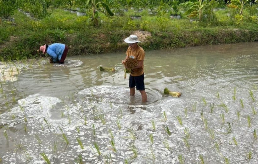 เปิดภาพนักแสดงดังหายจากวงการไปทำนาปลูกข้าว ลงแรงปักดำกับมือ