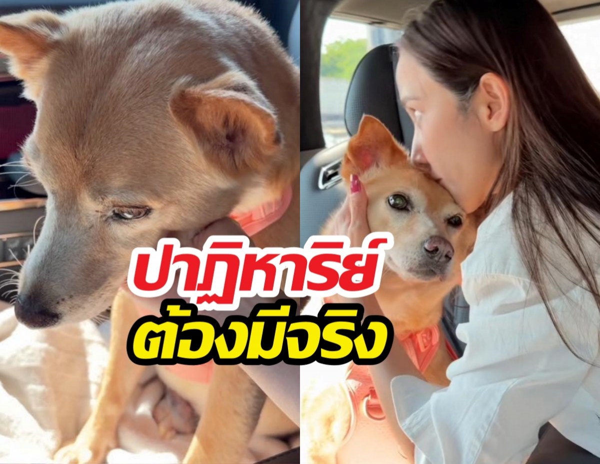 หัวใจสลาย! อั้มพัชราภาเผยข่าวเศร้าของเจ้าถั่วน้องหมาสุดเลิฟ