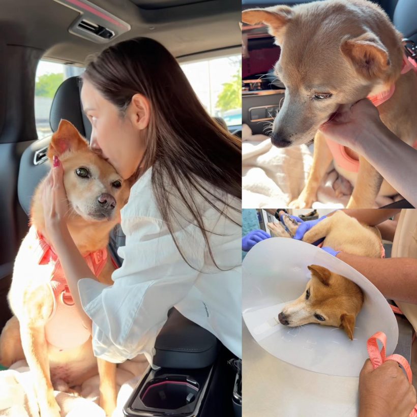 หัวใจสลาย! อั้มพัชราภาเผยข่าวเศร้าของเจ้าถั่วน้องหมาสุดเลิฟ