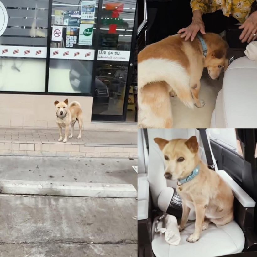 หัวใจสลาย! อั้มพัชราภาเผยข่าวเศร้าของเจ้าถั่วน้องหมาสุดเลิฟ