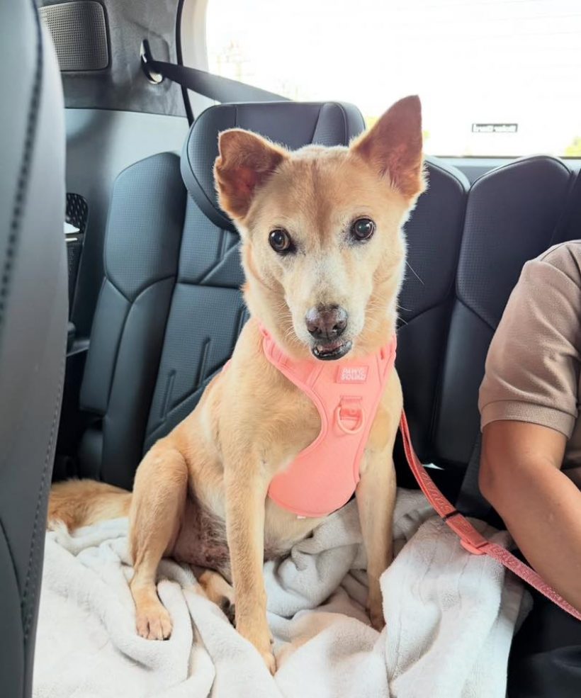 หัวใจสลาย! อั้มพัชราภาเผยข่าวเศร้าของเจ้าถั่วน้องหมาสุดเลิฟ