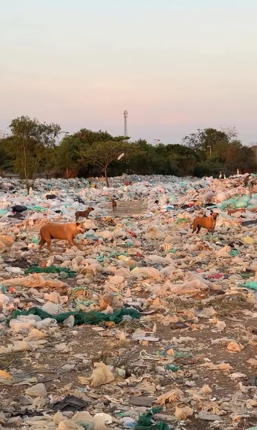 นี่แหละ พระเอกนางเอกตัวจริง ทำอาหารให้หมาจร 500 ชีวิต