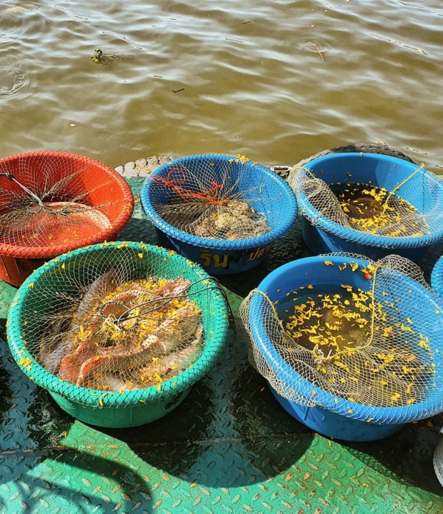 ชาวเน็ตแห่เตือน ก้อย-ตูน ทำบุญต้อนรับปีใหม่แบบนี้ ระวังจะได้บาปแทน