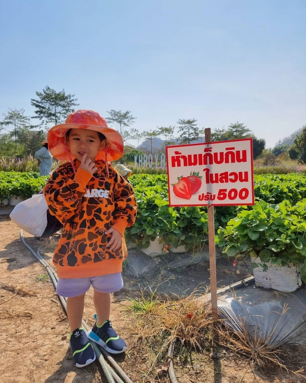 ชมความน่ารัก สายฟ้า-พายุ เยือนเขาใหญ่ ทัวร์ไร่องุ่น ลุยเก็บสตรอว์เบอร์รี่