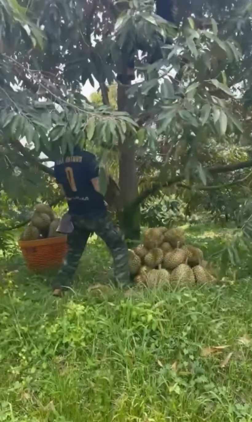 ส่องผลผลิตทุเรียน30ไร่ ชลิต เฟื่องอารมย์ ลูกค้าเหมาเกลี้ยงรับทรัพย์จุกๆ