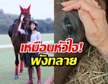ใจสลาย... นุสบา สูญเสียม้าคู่ใจ อยู่ด้วยกันมานานกว่า 10 ปี