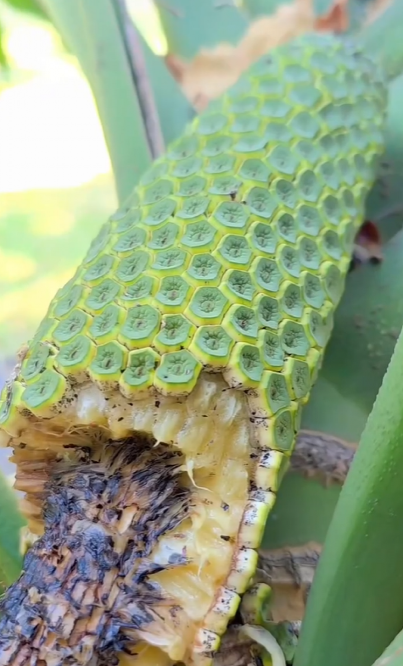 ชาวเน็ตห่วง! จอย รินลณี รีวิวผลไม้ชนิดนี้ ระวังเป็นอันตราย