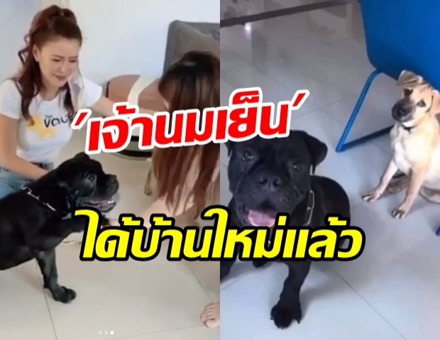 ข่าวดี!  ‘เก๋ ชลดา’ แจ้ง ‘เจ้านมเย็น’ ได้บ้านใหม่แล้ว (คลิป)