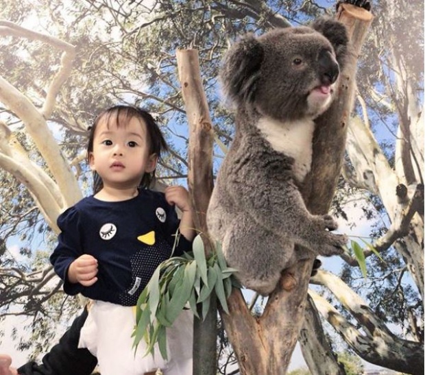 จะเป็นยังไง? เมื่อ “น้องเป่าเปา” เจอกับโคอาลา ที่สวนสัตว์ออสเตรเลีย