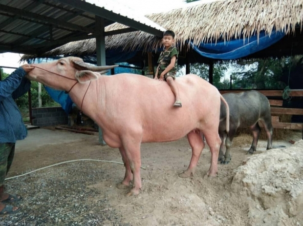 เอ็นดู! น้องมารีน ลูกสาว น้ำ รพีภัทร ผันตัวเป็นเด็กเลี้ยงไก่ประจำฟาร์ม ใกล้ชิดธรรมชาติ