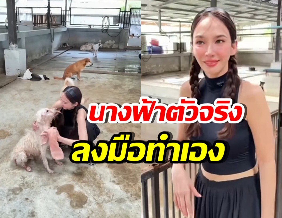 เปิดโมเมนต์ อั้ม พัชราภา อาบน้ำให้น้องหมาจร เลี้ยงไว้ 130 ตัว
